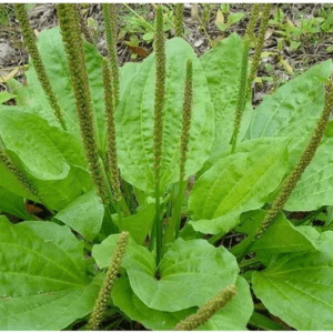 Plantain Teaz
